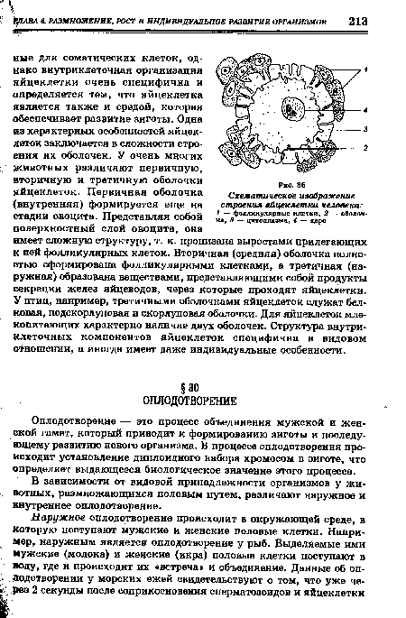 Оплодотворение — это процесс объединения мужской и женской гамет, который приводит к формированию зиготы и последующему развитию нового организма. В процессе оплодотворения происходит установление диплоидного набора хромосом в зиготе, что определяет выдающееся биологическое значение этого процесса.