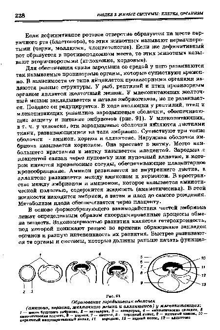 Для обеспечения связи зародыша со средой у него развиваются так называемые провизорные органы, которые существуют временно. В зависимости от типа яйцеклеток провизорными органами являются разные структуры. У рыб, рептилий и птиц провизорным органом является желточный мешок. У млекопитающих желточный мешок закладывается в начале эмбриогенеза, но не развивается. Позднее он редуцируется. В ходе эволюции у рептилий, птиц и млекопитающих развились зародышевые оболочки, обеспечивающие защиту и питание эмбрионов (рис. 91). У млекопитающих, в т. ч. у человека, эти зародышевые оболочки яййяются листками ткани, развивающимися из тела эмбриона. Существуют три такие оболочки — амнион, хорион и аллантоис. Наружная оболочка эмбриона называется хорионом. Она врастает в матку. Место наибольшего врастания в матку называется плацентой. Зародыш с плацентой связан через пуповину или пупочный канатик, в котором имеются кровеносные сосуды, обеспечивающие плацентарное кровообращение. Амнион развивается из внутреннего листка, а аллантоис развивается между амнионом и хорионом. В пространстве между эмбрионом и амнионом, которое называется амниотической полостью, содержится жидкость (амниотическая). В этой жидкости находится эмбрион, а затем и плод до самого рождения. Метаболизм плода обеспечивается через плаценту.