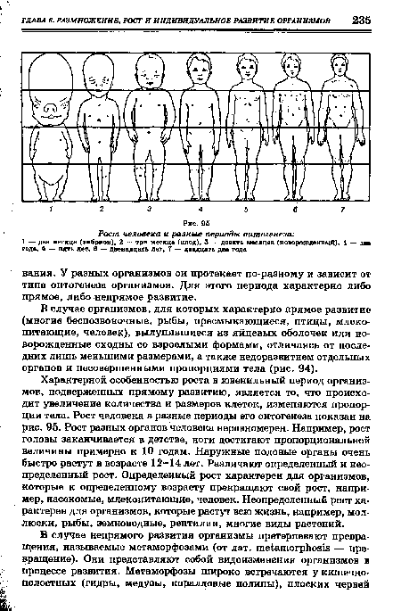 Характерной особенностью роста в ювенильный период организмов, подверженных прямому развитию, является то, что происходит увеличение количества и размеров клеток, изменяются пропорции тела. Рост человека в разные периоды его онтогенеза показан на рис. 95. Рост разных органов человека неравномерен. Например, рост головы заканчивается в детстве, ноги достигают пропорциональной величины примерно к 10 годам. Наружные половые органы очень быстро растут в возрасте 12-14 лет. Различают определенный и неопределенный рост. Определенный рост характерен для организмов, которые к определенному возрасту прекращают свой рост, например, насекомые, млекопитающие, человек. Неопределенный рост характерен для организмов, которые растут всю жизнь, например, моллюски, рыбы, земноводные, рептилии, многие виды растений.