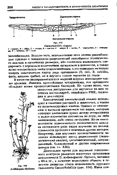 В качестве экспериментальных моделей широко используют также дрожжи. Являясь простейшими эукариотами, эти организмы обладают всеми преимуществами бактерий. Но кроме этого, они оказались доступными для изучения на них генетики митохондрий, сплайсинга РНК, гаплои-дии и диплоидии.