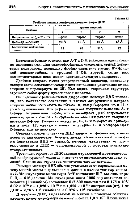 Исследования рентгеновской дифракции молекул ДНК показали, что количество оснований в витках закрученной направо спирали может составлять не только 10, как у В-формы, но и 11, а то и 91/3 оснований. Эти формы спиралей получили название А- и С-форм. Установлено также, что в молекулах ДНК встречаются районы, цепи в которых закручены налево. Эти районы получили название Z-форм. Различия между А-, В-, С- и Z-формами приведены в табл. 12, однако степень регулярности и конформации Z-формы еще не выяснена.