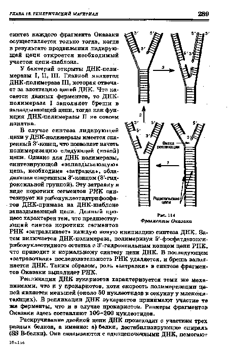 У бактерий открыты ДНК-поли-меразы I, II, III. Главной является ДНК-полимераза III, которая отвечает за элонгацию цепей ДНК. Что касается данных ферментов, то ДНК-полимераза I заполняет бреши в запаздывающей цепи, тогда как функция ДНК-полимеразы II не совсем понятна.