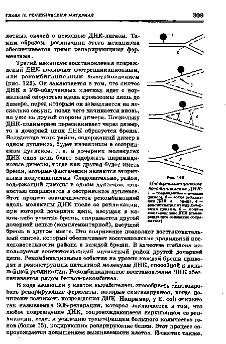 Вследствие этого район, содержащий димер в одном дуплексе, будет интактным в сестринском дуплексе, т. е. в дочерних молекулах ДНК одна цепь будет содержать пиримидиновые димеры, тогда как другая будет иметь бреши, которые фактически являются вторичными повреждениями. Следовательно, район, содержащий димеры в одном дуплексе, полностью сохраняется в сестринском дуплексе.