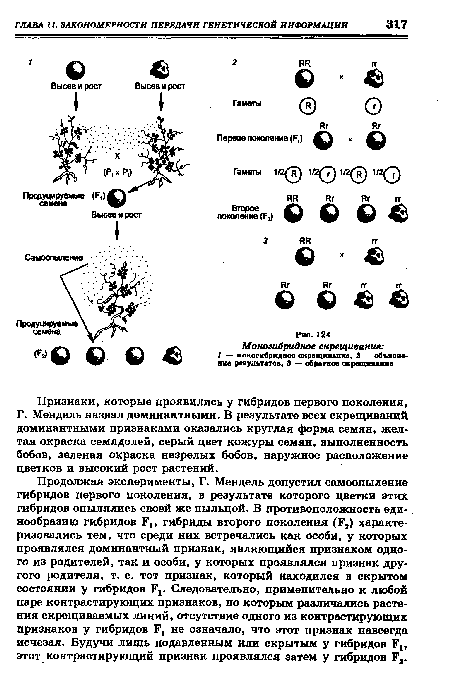 Продолжая эксперименты, Г. Мендель допустил самоопыление гибридов первого поколения, в результате которого цветки этих гибридов опылялись своей же пыльцой. В противоположность единообразию гибридов Г1( гибриды второго поколения (Г2) характеризовались тем, что среди них встречались как особи, у которых проявлялся доминантный признак, являющийся признаком одного из родителей, так и особи, у которых проявлялся признак другого родителя, т. е. тот признак, который находился в скрытом состоянии у гибридов Г!. Следовательно, применительно к любой паре контрастирующих признаков, по которым различались растения скрещиваемых линий, отсутствие одного из контрастирующих признаков у гибридов Г] не означало, что этот признак навсегда исчезал. Будучи лишь подавленным или скрытым у гибридов Р1, этот контрастирующий признак проявлялся затем у гибридов Г2.