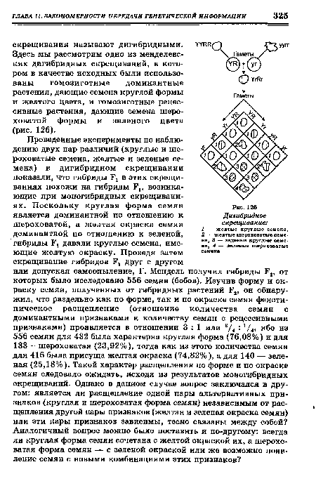 Здесь мы рассмотрим одно из менделевс-ких дигибридных скрещиваний, в котором в качестве исходных были использованы гомозиготные доминантные растения, дающие семена круглой формы и желтого цвета, и гомозиготные рецессивные растения, дающие семена шероховатой формы и зеленого цвета (рис. 126).