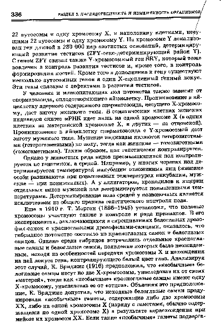 У человека и млекопитающих пол потомства также зависит от сперматозоида, оплодотворяющего яйцеклетку. Проникновение в яйцеклетку ядерного содержимого сперматозоида, несущего Х-хромосо-му, даст зиготу женского типа. В соматических клетках женских индивидов синтез мРНК идет лишь на одной хромосоме X (в одних клетках на материнской хромосоме X, в других — на отцовской). Проникновение в яйцеклетку сперматозоида с У-хромосомой даст зиготу мужского типа. Мужские индивиды являются гетерозиготными (гетерогаметными) по полу, тогда как женские — гомозиготными (гомогаметными). Таким образом, пол генетически контролируется.