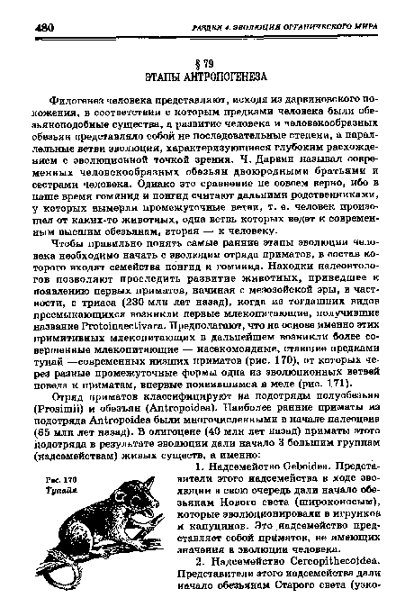 Филогенез человека представляют, исходя из дарвиновского положения, в соответствии с которым предками человека были обезьяноподобные существа, а развитие человека и человекообразных обезьян представляло собой не последовательные степени, а параллельные ветви эволюции, характеризующиеся глубоким расхождением с эволюционной точкой зрения. Ч. Дарвин называл современных человекообразных обезьян двоюродными братьями и сестрами человека. Однако это сравнение не совсем верно, ибо в наше время гоминид и понгид считают дальними родственниками, у которых вымерли промежуточные ветви, т. е. человек произошел от каких-то животных, одна ветвь которых ведет к современным высшим обезьянам, вторая — к человеку.