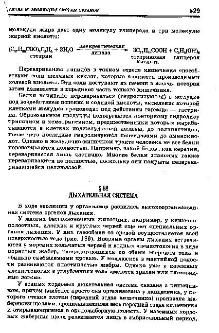 В ходе эволюции у организмов развилась высокоорганизованная система органов дыхания.