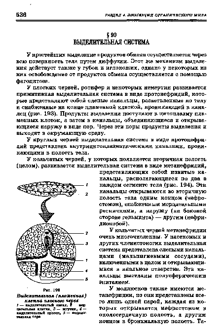 У круглых червей выделительная система в виде протонефридий представлена внутрицитоплазматическими каналами, проникающими в полость тела.