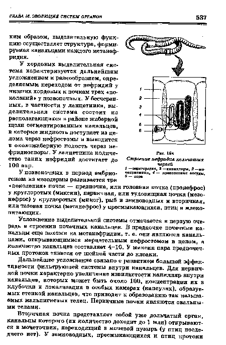 Определите общее количество мезонефросов у модельных животных. Для первичной почки характерно. Для предпочки характерно. Предпочка сколько существует. Для предпочки характерно для развития.