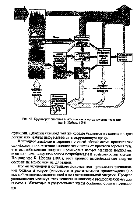 Клеточное дыхание и горение по своей общей схеме практически одинаковы, но клеточное дыхание отличается от простого горения тем, что высвобождение энергии происходит весьма малыми порциями, отвечающими энергетическим потребностям и возможностям клетки. По данным Б. Небела (1993), этот процесс высвобождения энергии состоит не менее чем из 20 этапов.