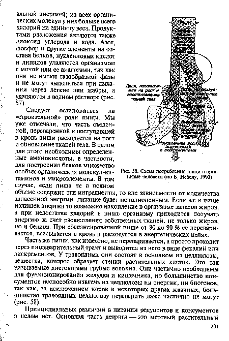 Схема потребления пищи в организме человека (по Б. Небелу, 1992)
