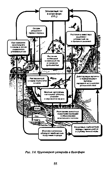 Круговорот углерода в биосфере