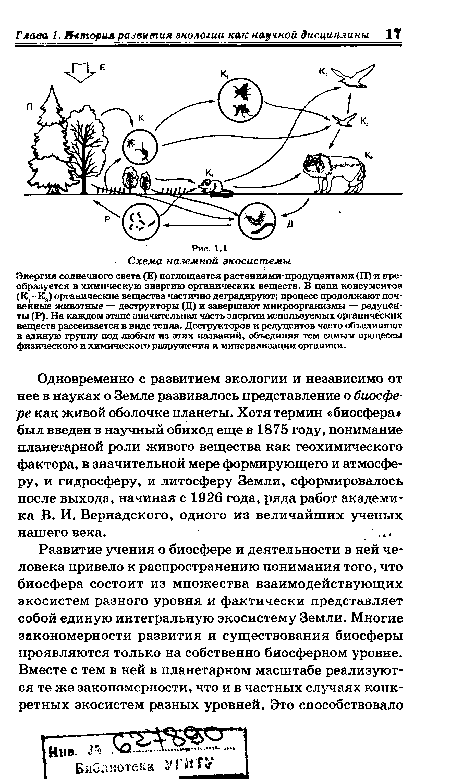 Энергия солнечного света (Е) поглощается растениями-продуцентами (П) и преобразуется в химическую энергию органических веществ. В цепи консументов (К,-Ка) органические вещества частично деградируют; процесс продолжают почвенные животные — деструкторы (Д) и завершают микроорганизмы — редуценты (Р). На каждом этапе значительная часть энергии используемых органических веществ рассеивается в виде тепла. Деструкторов и редуцентов часто объединяют в единую группу под любым из этих названий, объединяя тем самым процессы физического и химического разрушения и минерализации органики.