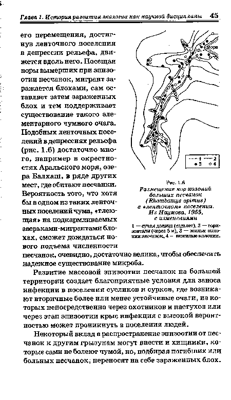 Размещение нор-колоний больших песчанок (ЯкотЬотув оршиз) в  ленточном» поселении. Из Наумова, 1955, с изменениями