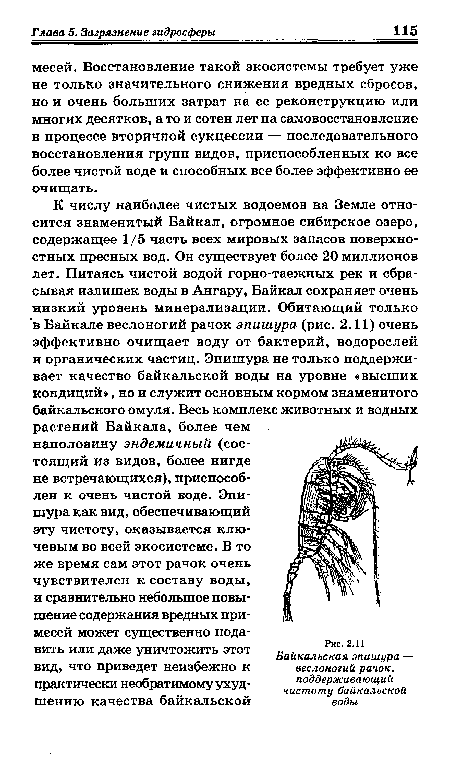 Байкальская эпишура — веслоногий рачок, поддерживающий чистоту байкальской воды