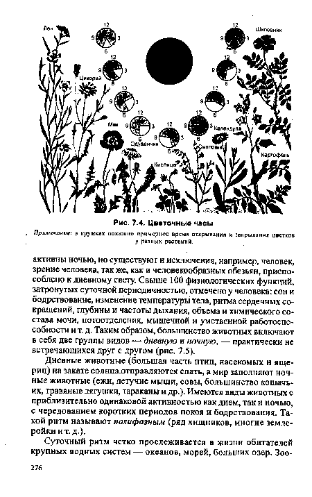 Дневные животные (большая часть птиц, насекомых и ящериц) на закате солнца.отправляются спать, а мир заполняют ночные животные (ежи, летучие мыши, совы, большинство кошачьих, травяные лягушки, тараканы и др.). Имеются виды животных с приблизительно одинаковой активностью как днем, так и ночью, с чередованием коротких периодов покоя и бодрствования. Такой ритм называют полифазным (ряд хищников, многие землеройки и т. д.).