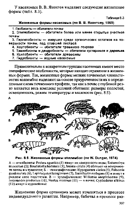 Применительно к конкретным группам насекомых имеют место специфические особенности, которые находят отражение в жизненных формах. Так, жизненные формы мелких почвенных членистоногих коллембол выделяют на основе приуроченности их к определенным слоям почвенного профиля, так как в почве с глубиной резко меняется весь комплекс условий обитания: размеры полостей, освещенность, режим температуры и влажности (рис. 8.9).