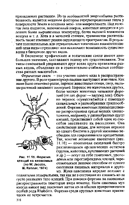 Фортеские связи — это участие одного вида в распространении другого. В роли транспортировщиков выступают животные. Как нами было отмечено ранее, перенос животными семян, спор, пыльцы растений называют зоохорией. Перенос же животными других, более мелких животных называют форе-зией (от лат. форас—наружу, вон). Обычно перенос осуществляется с помощью специальных и разнообразных приспособлений. Форезия животных преимущественно распространена среди мелких членистоногих, например, у разнообразных групп клещей, представляет собой один из способов пассивного их расселения. Она свойственна видам, для которых перенос из одного биотипа в другой жизненно необходим для сохранения или процветания. Так, многие летающие насекомые (рис.