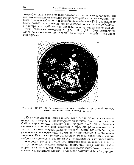 Двойное лучепреломление клеточной мембраны культуры A. xylinum, вызванное добавлением холестерина [54].