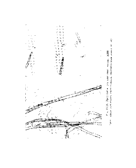 Слепа — контрольный образец; справа — образец, облученный дозой около 5 • эВ/г.