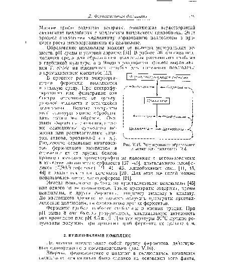 Регулирование образования и активности целлюлазы [35].