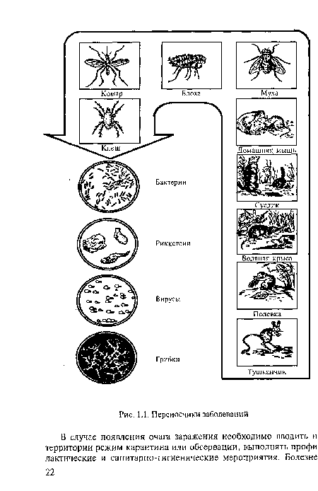 Переносчики заболеваний