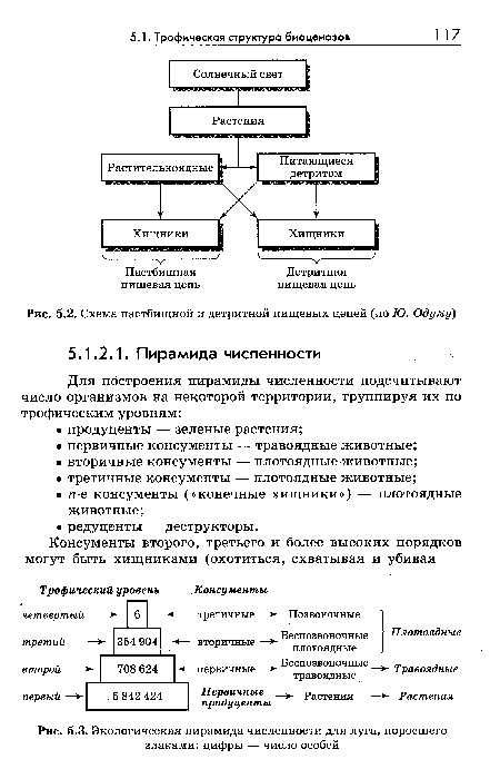 Схема пастбищной и детритной пищевых цепей (по Ю. Одуму)
