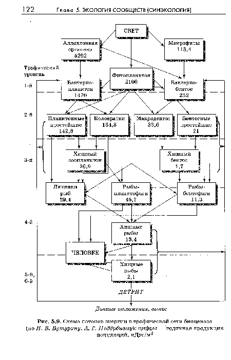 Схема потоков энергии в трофической сети биоценоза (по Н. В. Бутурину, А. Г. Поддубному)