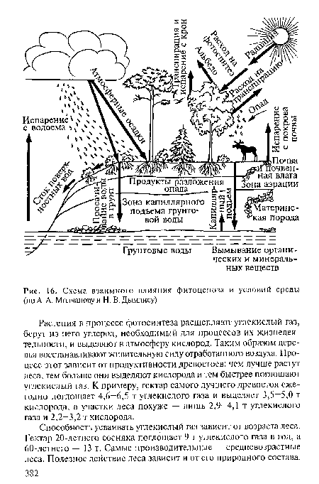 Схема взаимного влияния фитоценоза и условий среды (по А. А. Молчанову и Н. В. Дымлису)