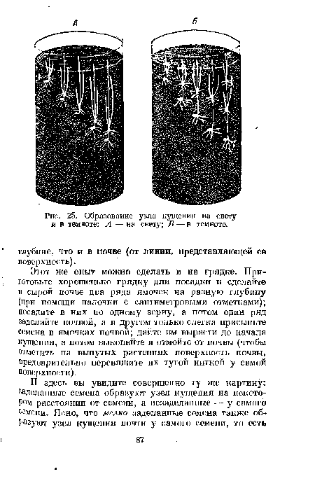 Образование узла кущения на свету и в темноте
