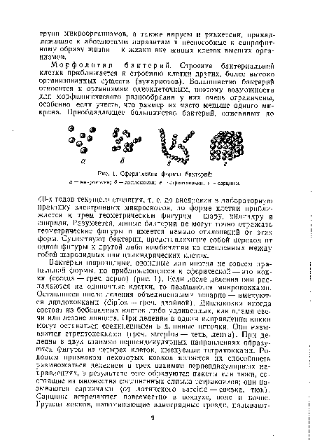 Сферические формы бактерий