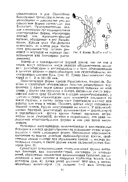 Палочковидная форма клетки Pseudomonas, Bacterium, Bacillus и Clostridium обусловливает большое разнообразие морфологии: у одних видов клетка равномерной толщины по всей длине, у других она утолщена в центре, напоминая стекло керосиновой лампы (род Clostridium в стадии спорообразования), у третьих — перед образованием спор появляется утолщение на конце палочки, и клетка напоминает барабанную палочку или ракетку для игры в теннис. Наконец, клетки могут напоминать ткацкий челнок, будучи заостренными на концах. У палочкообразных бактерий, родственных актиномицетам — микобактерий и коринебактерий — форма клетки бывает настолько неправильна из-за утолщений, изгибов и искривлений, что даже определение «палочкообразная форма» к ним уже почти неприменимо.