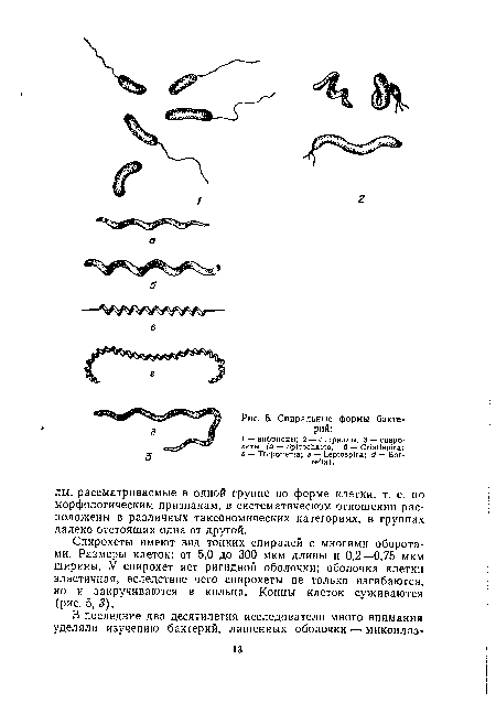 Спирохеты имеют вид тонких спиралей с многими оборотами. Размеры клеток: от 5,0 до 300 мкм длины и 0,2—0,75 мкм ширины. У спирохет нет ригидной оболочки; оболочка клетки эластичная, вследствие чего спирохеты не только изгибаются, но и закручиваются в кольца. Концы клеток суживаются (рис. 5, 3).