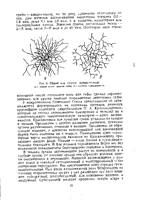 У микробиологов Советского Союза представление об акти-номицетах формировалось на основании взглядов, развитых крупнейшим советским микробиологом Н. А. Красильниковым, который не считал актиномицеты бактериями и выделял их в самостоятельную таксономическую категорию — класс актиномицетов. Красильников все лучистые грибы разделял на высшие и низшие. Организмы с хорошо развитым мицелием, имеющие органы размножения, отнесены к высшим. Организмы, не образующие мицелия, с клетками палочковидной или кокковидной формы были отнесены им к низшим. Приведенные здесь характерные черты актиномицетов являются по Красильникову признаками высших форм. Низшие — очень близки к грамположи-тельным бактериям. В 8-м издании определителя Берги все без исключения актиномицеты безоговорочно отнесены к бактериям.