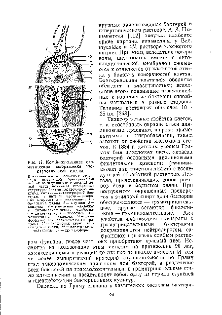 Комбинированное схематическое изображение прокариотической клетки.