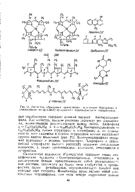 Пигменты, образуемые прокариотами (истинными бактериями и синезелеиыми водорослями) эукариотами (протококковыми водорослями).