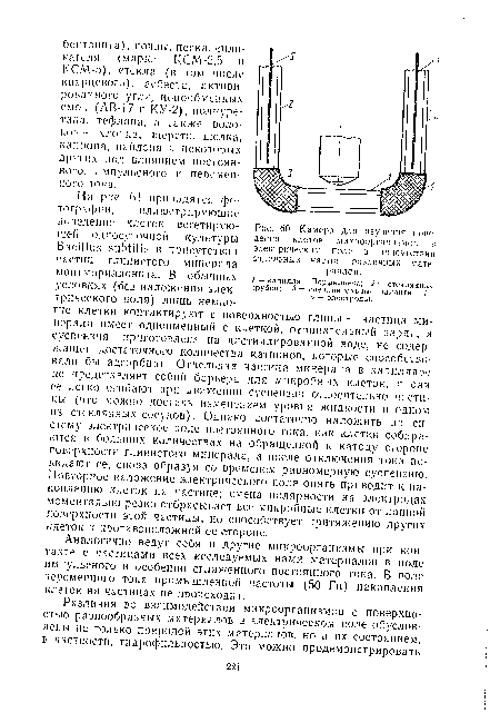 Камера для изучения пове дения клеток микроорганизмов п электрическом поле а присутствии отдельных частиц различных мате риалов