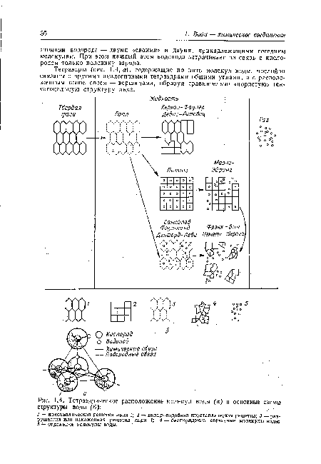 Тетраэдры (рис. 1.4, а), содержащие по пять молекул воды, послойно связаны с другими аналогичными тетраэдрами общими углами, а с расположенным выше слоем — вершинами, образуя сравнительно «пористую» гексагональную структуру льда.