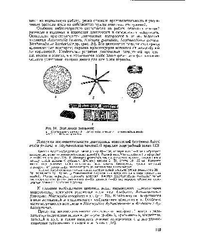 Диатомовые водоросли