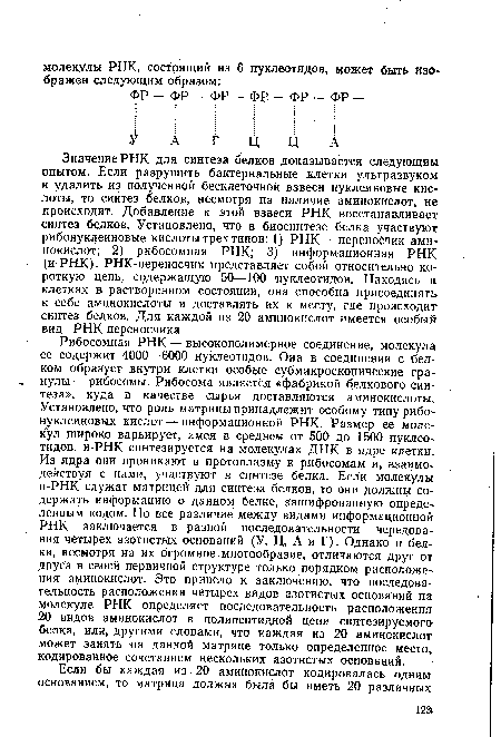 Рибосомная РНК — высокополимерное соединение, молекула ее содержит 4000—6000 нуклеотидов. Она в соединении с белком образует внутри клетки особые субмикроскопические гранулы— рибосомы. Рибосома является «фабрикой белкового синтеза», куда в качестве сырья доставляются аминокислоты. Установлено, что роль матрицы принадлежит особому типу рибонуклеиновых кислот — информационной РНК. Размер ее молекул широко варьирует, имея в среднем от 500 до 1500 нуклеотидов. и-РНК синтезируется на молекулах ДНК в ядре клетки. Из ядра они проникают в протоплазму к рибосомам и, взаимодействуя с ними, участвуют в синтезе белка. Если молекулы й-РНК служат матрицей для синтеза белков, то они должны содержать информацию о данном белке, зашифрованную определенным кодом. Но все различие между видами информационной РНК заключается в разной последовательности чередования четырех азотистых оснований (У, Ц, А и Г). Однако и белки, несмотря на их огромное многообразие, отличаются друг от друга в своей первичной структуре только порядком расположения аминокислот. Это привело к заключению, что последовательность расположения четырех видов азотистых оснований на молекуле РНК определяет последовательность расположения 20 видов аминокислот в полипептидной цепи синтезируемого белка, или, другими словами, что каждая из 20 аминокислот может занять на данной матрице только определенное место кодированное сочетанием нескольких азотистых оснований.