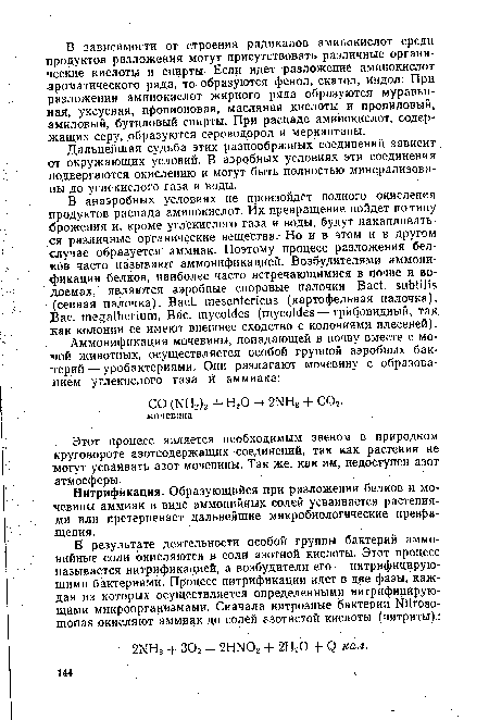 Нитрификация. Образующийся при разложении белков и мочевины аммиак в виде аммонийных солей усваивается растениями или претерпевает дальнейшие микробиологические превращения.