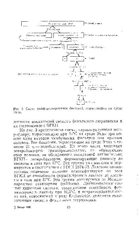 Схема дифференцирования бактерий, вырастающих на среде Эндо.