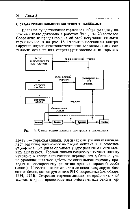 Схема гормонального контроля у насекомых.