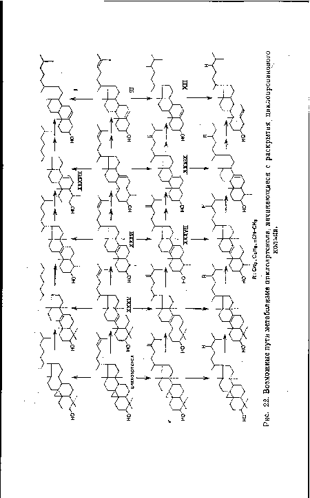 Возможные пути метаболизма циклоартенола, начинающиеся с раскрытия циклопропанового