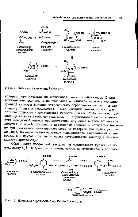 Механизм образования префеновой кислоты.