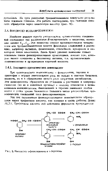 Эти аминокислоты образуются из углеводов в растениях и микроорганизмах (но не в животных органах) и поэтому относятся к незаменимым аминокислотам. Фенилаланин и тирозин занимают особое место с точки зрения биосинтеза большого числа растительных ароматических соединений типа фенилпропаноидов.