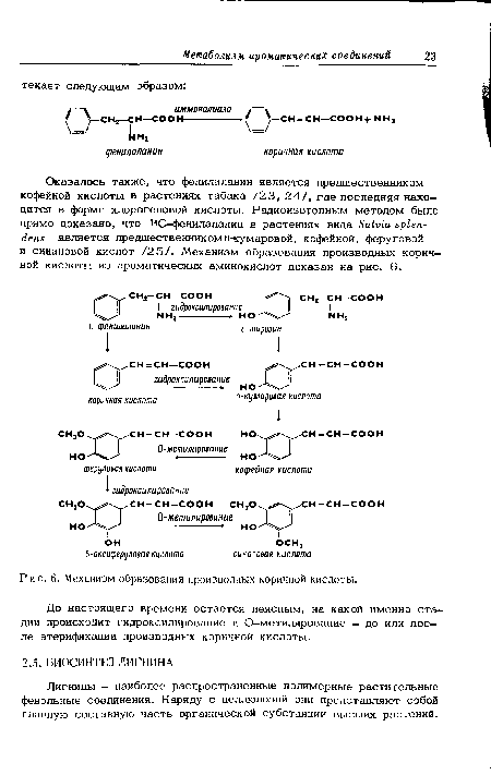 Механизм образования производных коричной кислоты.