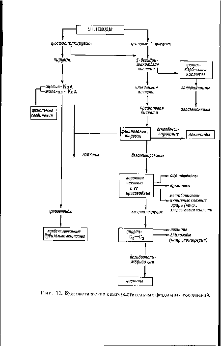 Биогенетическая связь растительных фенольных соединений.