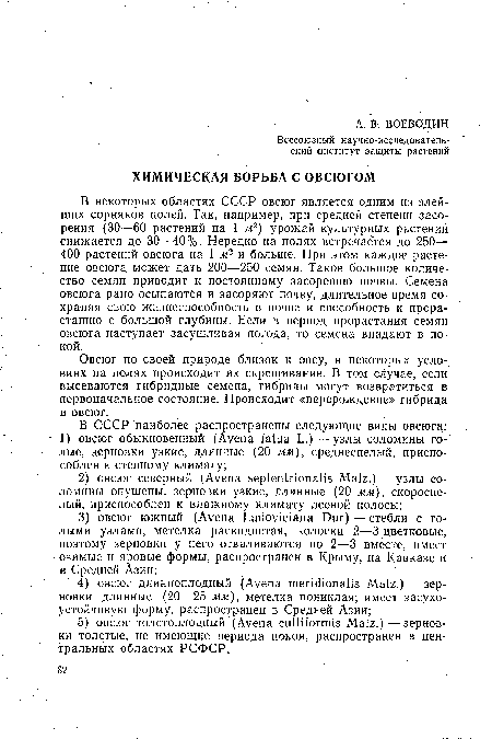 Овсюг по своей природе близок к овсу, в некоторых условиях на полях происходит их скрещивание. В том случае, если высеваются гибридные семена, гибриды могут возвратиться в первоначальное состояние. Происходит «перерождение» гибрида в овсюг.